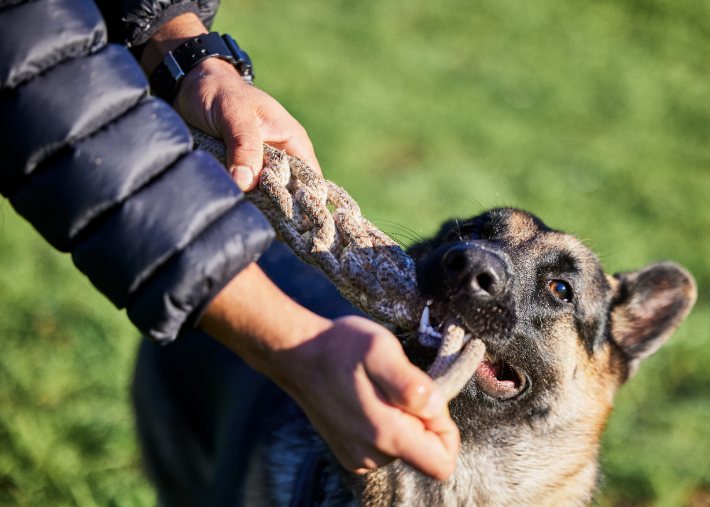 Are Dog Bite Cases on the Rise in Kennewick, WA?