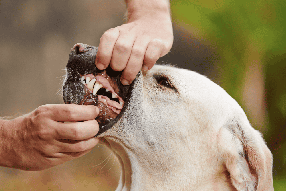 Teeth of untrained dog in Richland before injury