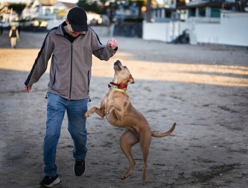 Person holding treat while dog jumps upright on sandy beach