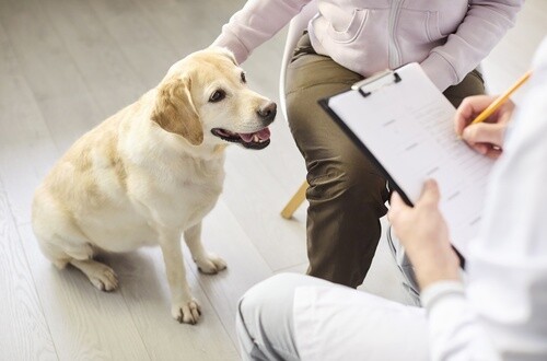 Veterinarian examining Labrador dog while owner sits beside exam table in clinic