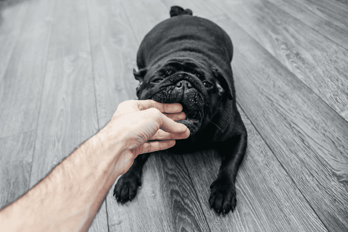 A black pug bites the fingers of a person off-screen.