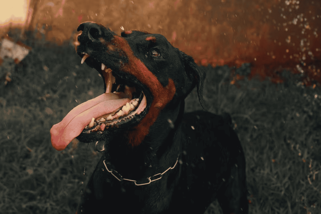 A Doberman pinscher pants with its mouth open on a patch of grass.
