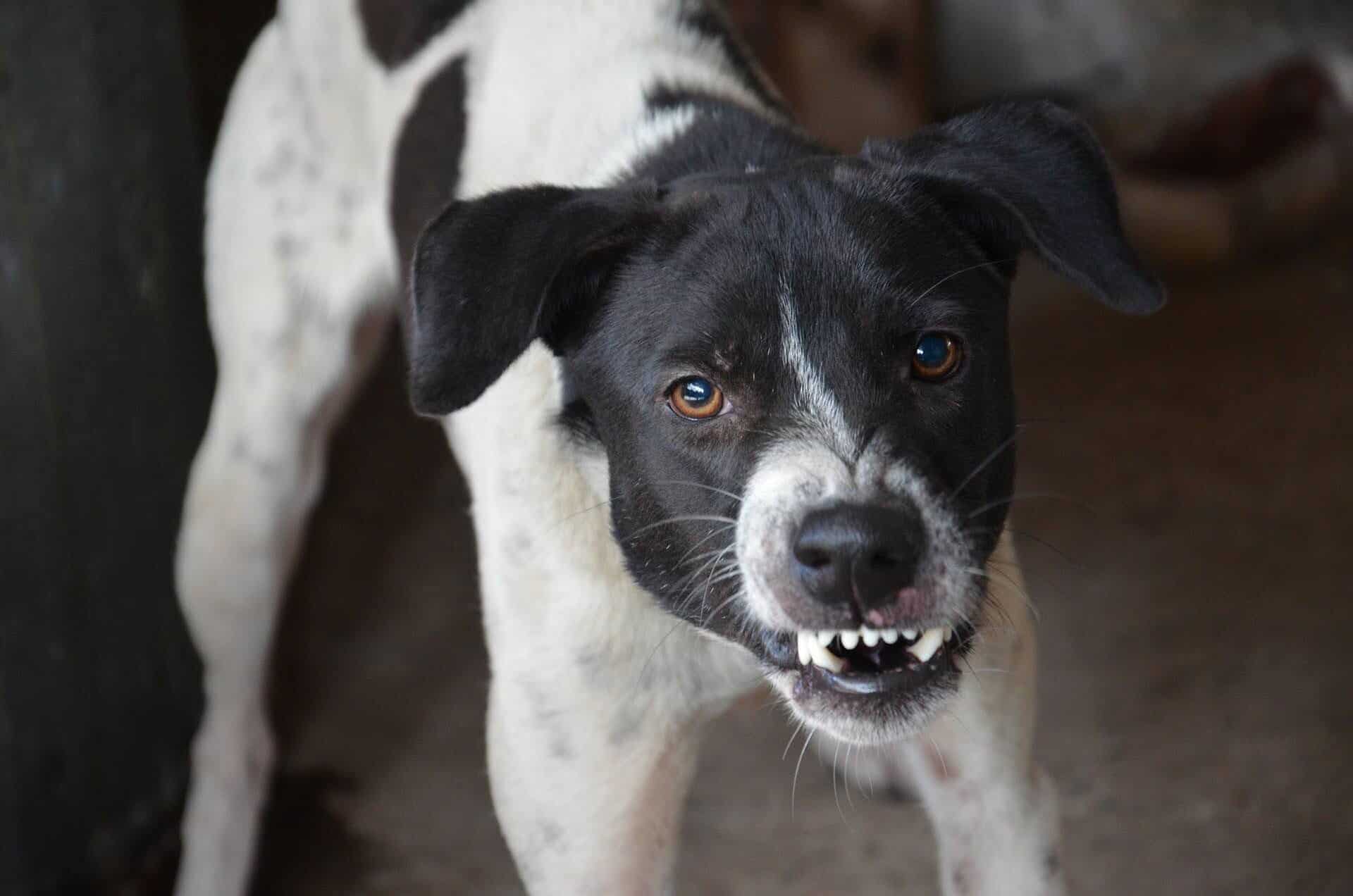 Washington Dog Bite Lawyer