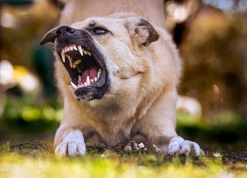 A mad dog is prepared to bite, with a wide-open mouth that shows off its teeth.