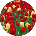 Mary Davis Avatar